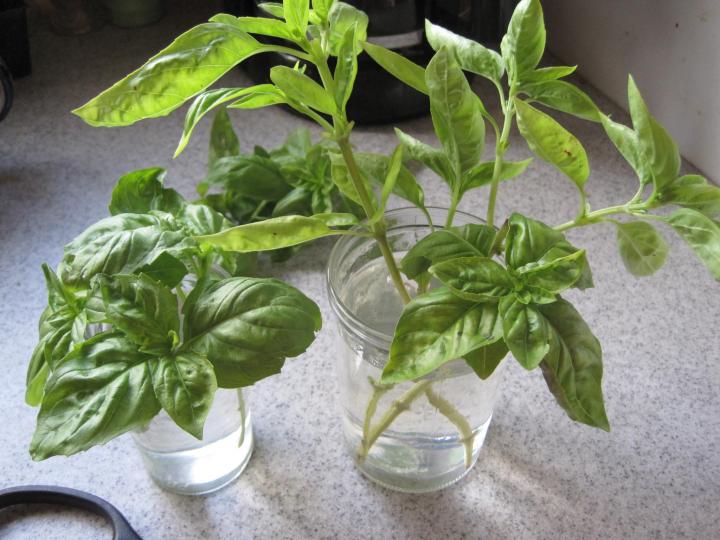 Overwintering and Growing Basil Indoors Almanac